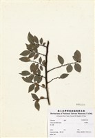 藏品(紅雞油)的圖片